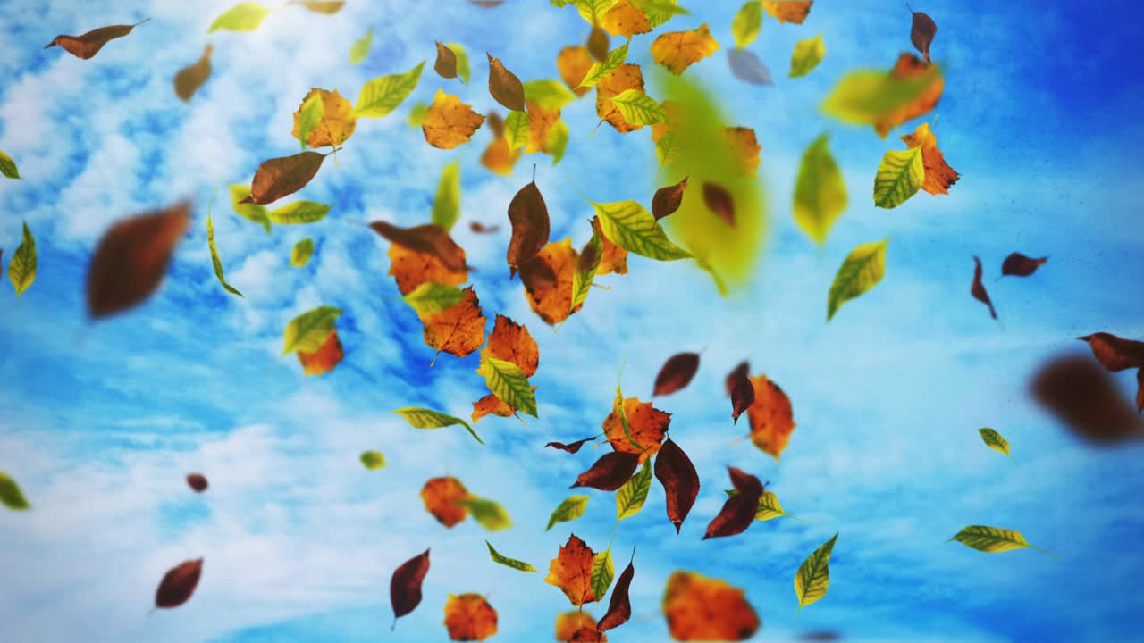 떨어지는 잎의 애니메이션 루프 가을