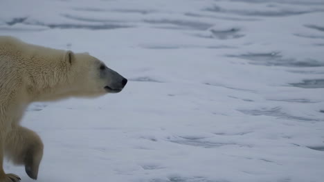 urso polar no gelo ártico