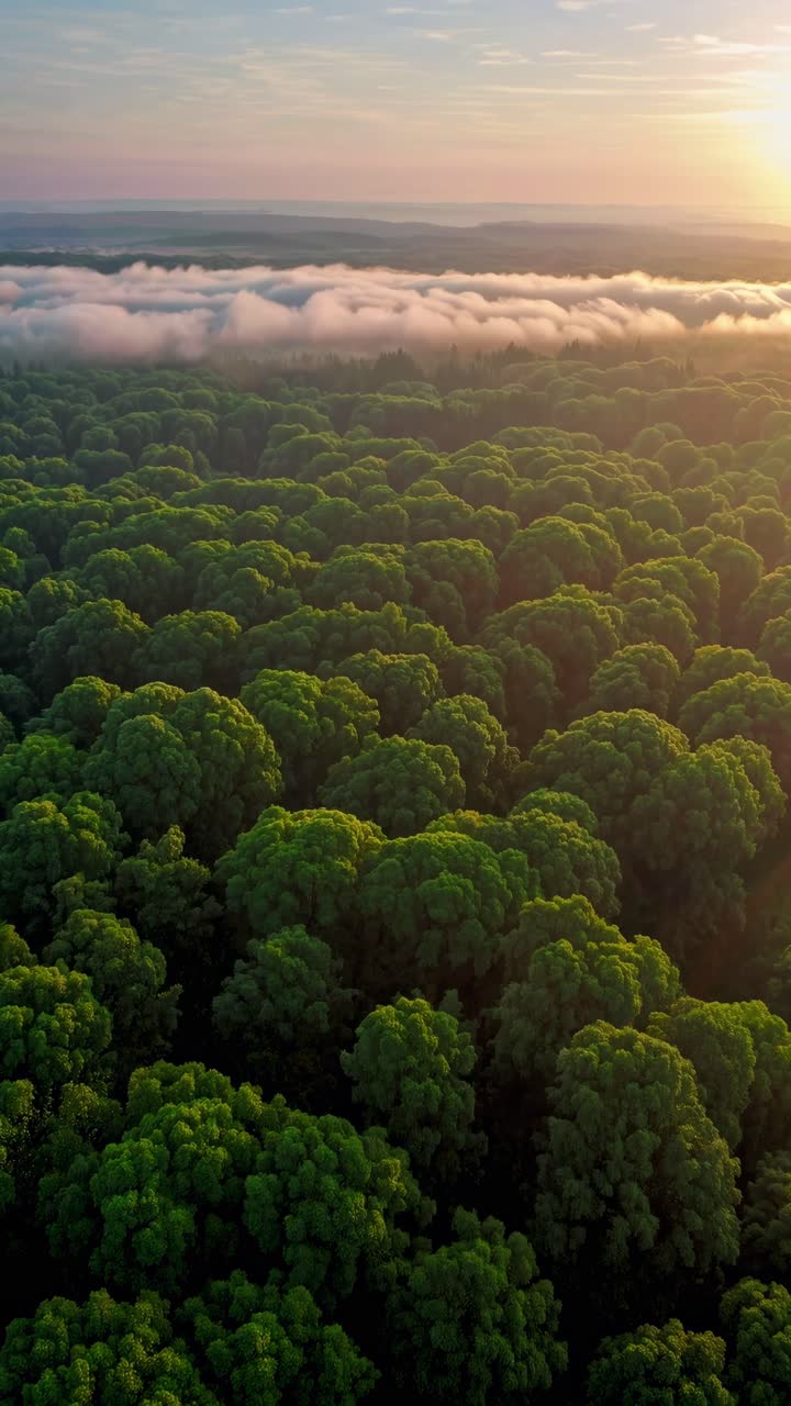 Aerial view of lush green forest with misty clouds at sunrise, capturing a serene, expansive