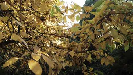slow motion shot of autumn leaves falling