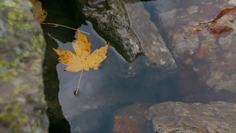 autumn leaf on water among rocks