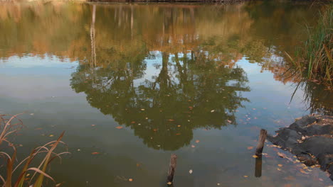 Reflejo-Del-árbol-En-Otoño-En-Un-Lago---Estanque-En-Cámara-Lenta