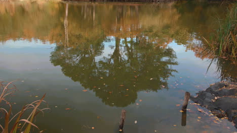 reflejo del árbol en otoño en un lago - estanque en cámara lenta