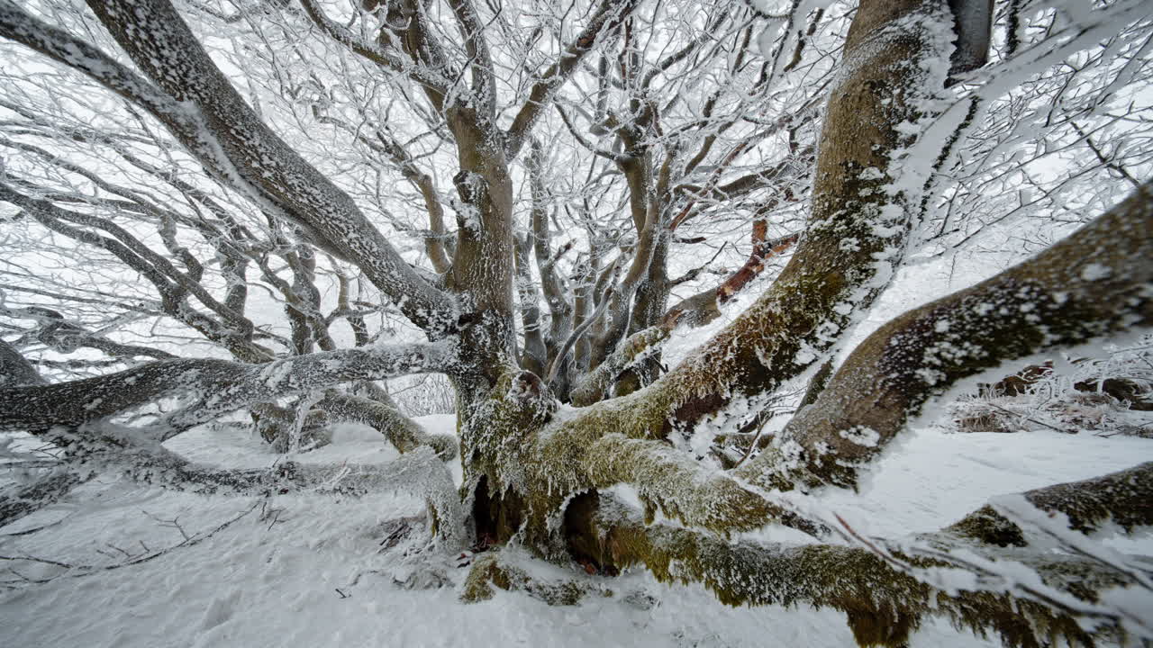 A large, snow-covered tree with sprawling branches in a serene winter landscape