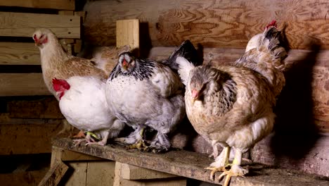 chickens sit on a roost