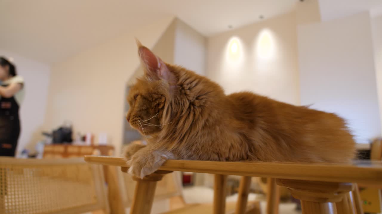 Orange cat inside Munchkin The Gang Pet Cafe Penang Georgetown in Malaysia