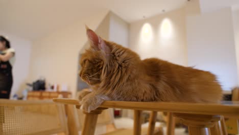 orange cat inside munchkin the gang pet cafe penang georgetown in malaysia