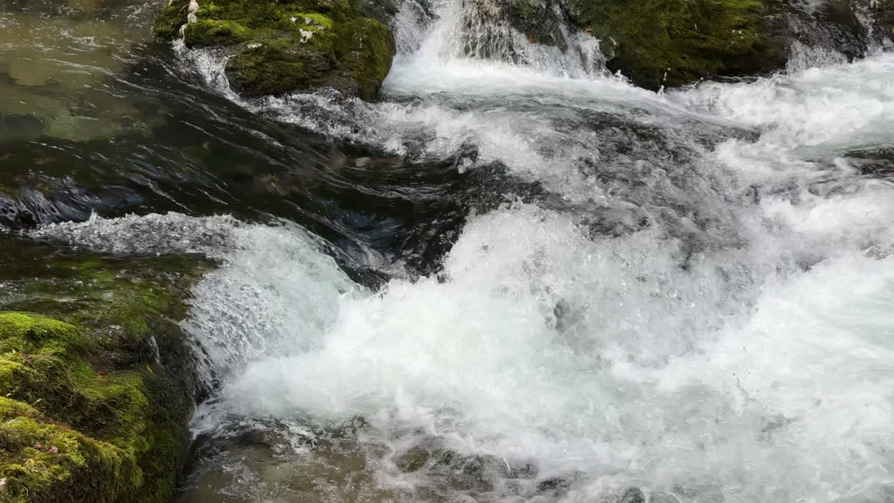 Wild water stream flowing over mossy rocks in a pristine forest creating a small cascade