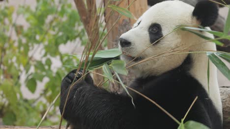 giant panda (ailuropoda melanoleuca) also known as the panda bear or simply the panda, is a bear native to south central china.