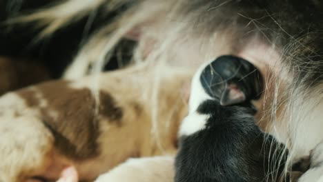 funny little puppies eat mother's milk