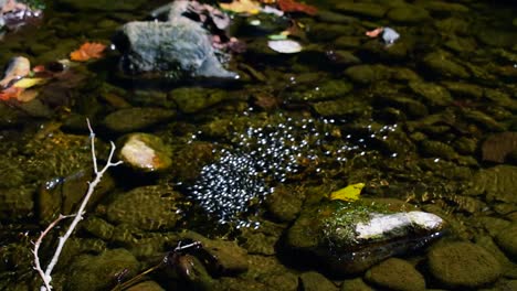 a swarm of boatman bugs swim in cool refreshing waters of the moorman river in charlottesville, albemarle county, virginia