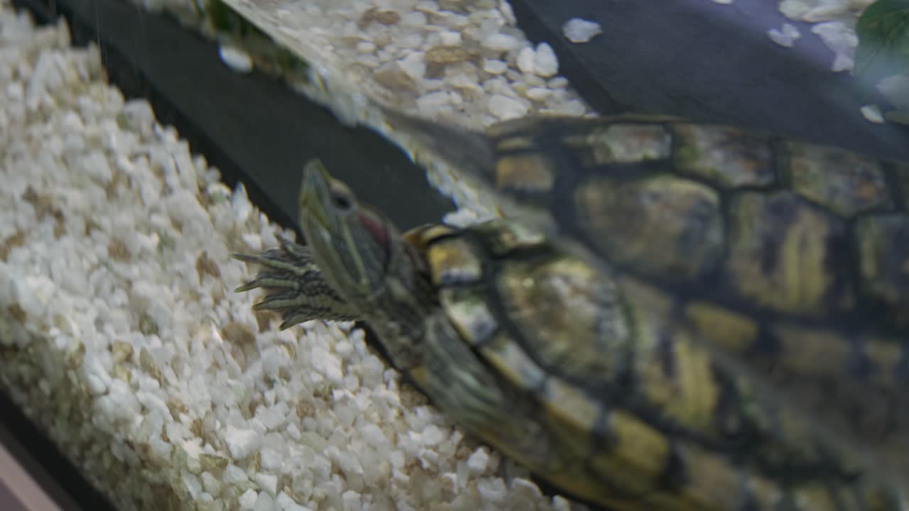 수족관에 있는 거북이