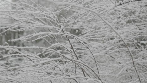 toma nítida y enfocada de nieve en pequeñas ramas todmorden imágenes en tiempo real