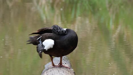 white-winged duck, asarcornis scutulata, thailand