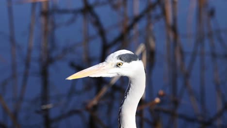 stork head movements in natural habitat