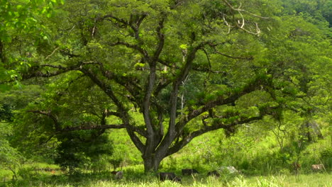 The mother tree of life in a tropical jungle provides shade for grazing livestock