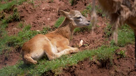 Young-European-Mouflon-Sheep-resting-between-grass-and-soil-in-summer,slow-motion