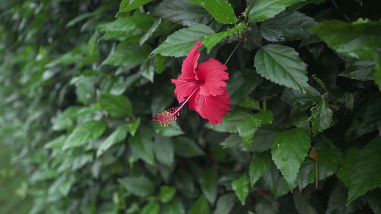 Rosa cinese rossa in piena fioritura durante la primavera - inquadratura frontale