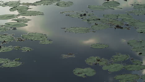 hojas verdes de lirio de agua flotando en las tranquilas aguas del lago harasov en kokorin, república checa