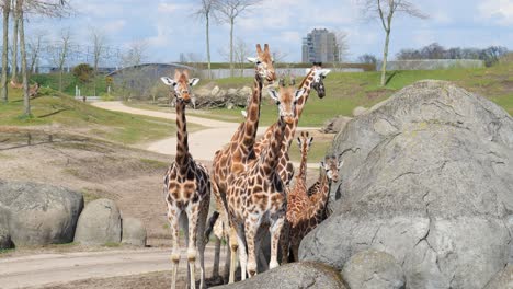 Grupo-De-Jirafas-En-El-Zoológico-De-Emmen,-Países-Bajos---Ancho