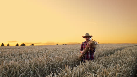 elderly man in a straw hat walks by the field. farmer carries a bunch of ears of wheat at sunset.