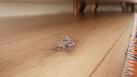 conejitos de polvo y pelo de mascota en un piso de madera dura
