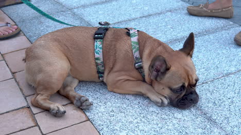 4k video of a french bulldog lying on tile floor while it's owner standing beside in lidzbark, poland