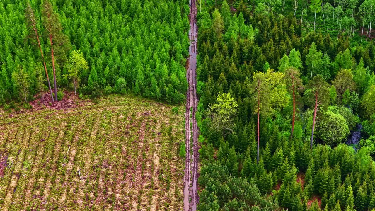 Droneoptagelse ovenfra, der viser kontrasten mellem genplantningsrækker og vildt skovområde, delt af en sti.