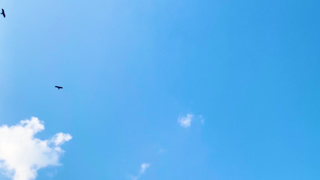 Large birds of prey soaring high in a bright blue sky, circling above with wide wings as clouds drift below, creating a calm wildlife moment