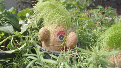 caras graciosas plantadas en un jardín