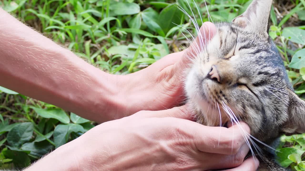Tabby cat enjoys a face massage outside on green vegetation