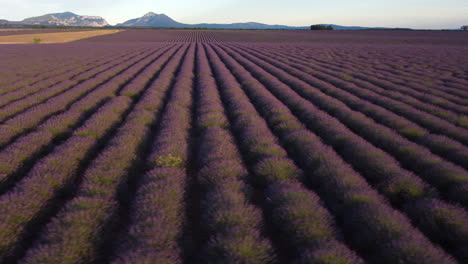 Campo-De-Lavanda-En-Vista-Aérea-De-Valensole,-Cultivo-Agrícola-En-Provence,-Francia