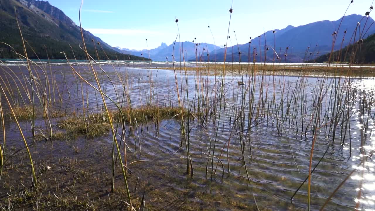 Lake Cholila vista from shore, low angle, reeds in foreground