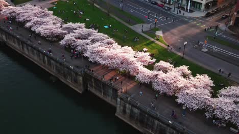 桃花樹的空中景觀