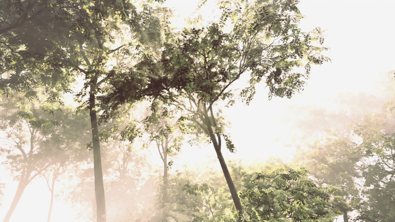 Sunlight filtering through tall trees in a serene forest setting