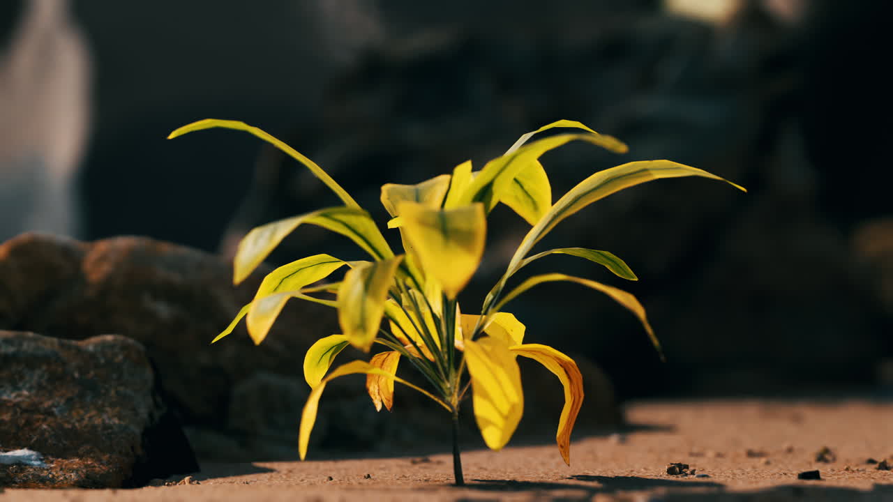 planta verde en la playa de arena