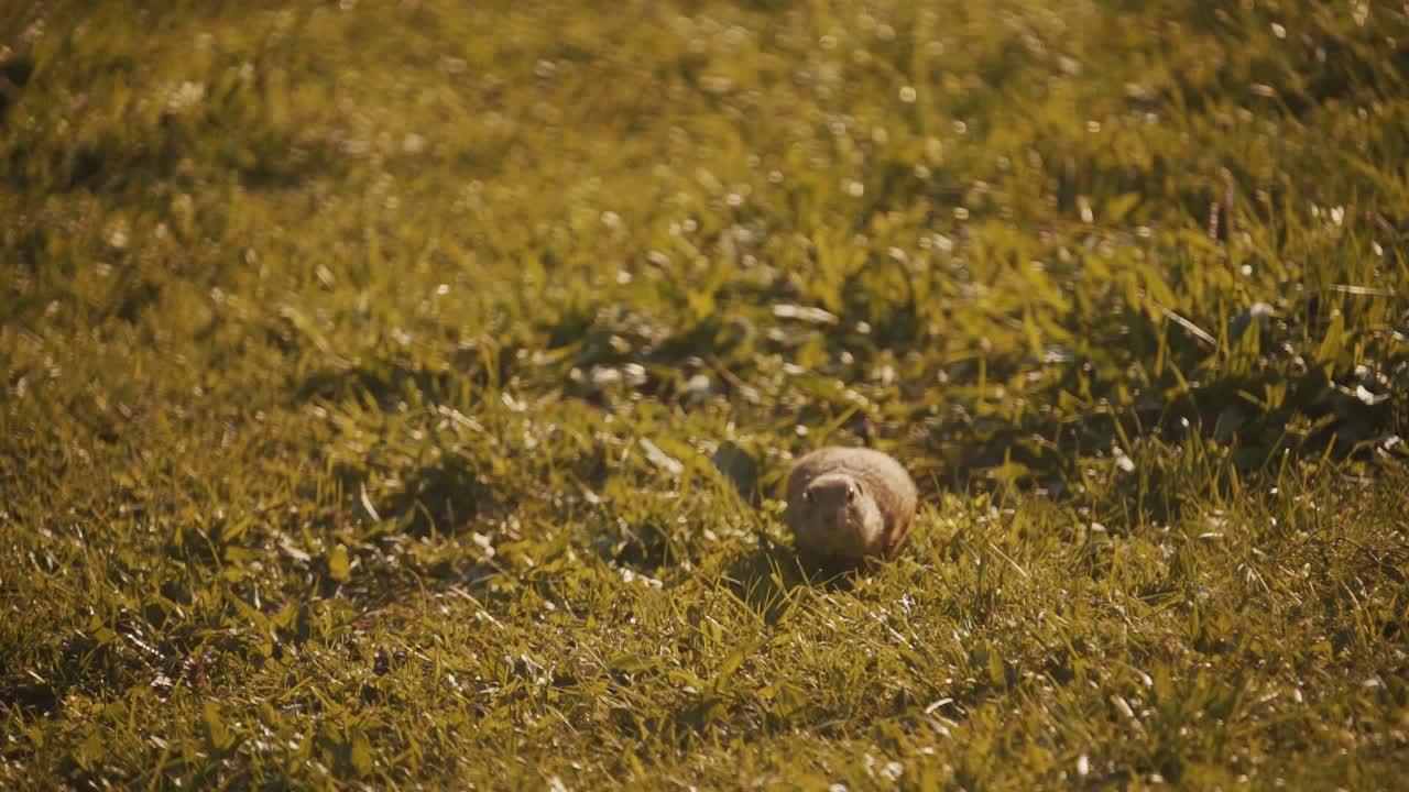 호기심 많은 유럽 땅다람쥐가 카메라에 접근하고, 중간 샷