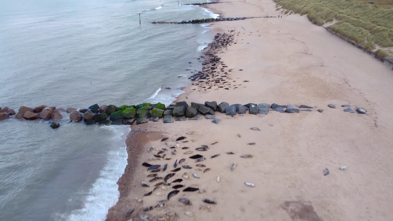 toma aérea de una playa, inclinándose hacia abajo para ver una manada de focas grises tumbadas tomando el sol en la costa del mar del norte, horsey gap, norfolk, inglaterra