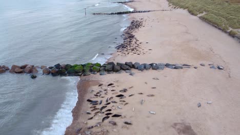 aerial shot of a beach, tilting down to view a herd of grey seals lying basking on the north sea shoreline, horsey gap, norfolk, england