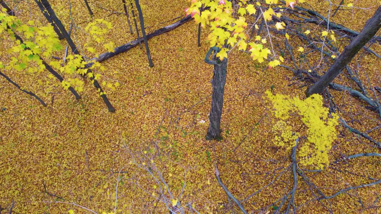 Autumn forest detritus duff fall season yellow leaves cover woodland Canada North America