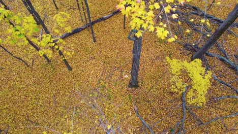 autumn forest detritus duff fall season yellow leaves cover woodland canada north america