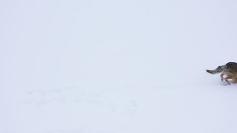 coyote interesado en el invierno de drones