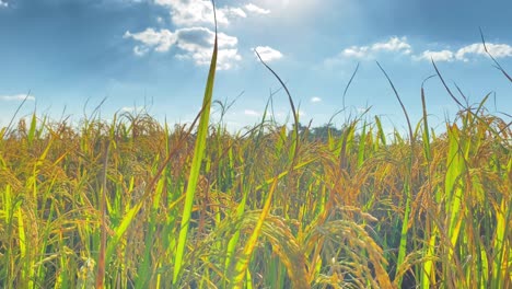bright paddy rice field on sunny day and blue sky in background, pan left view