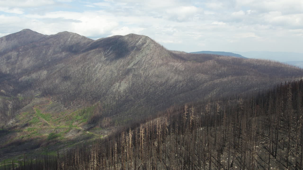 restos esqueléticos carbonizados de árboles en la ladera de la montaña después de un incendio forestal, b