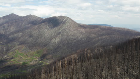 Restos-Esqueléticos-Carbonizados-De-árboles-En-La-Ladera-De-La-Montaña-Después-De-Un-Incendio-Forestal,-B