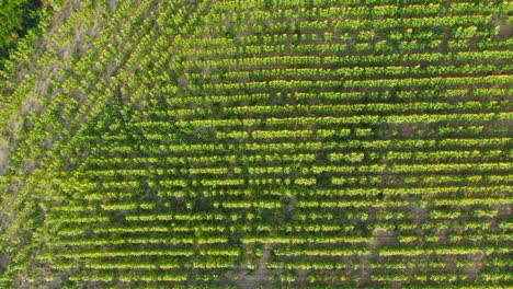 Birdseye-view-pull-out-shot-of-vast-fields-of-sunflowers-In-Emporda-Catalunya-Spain