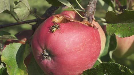 macro de avispa comiendo manzana en el árbol