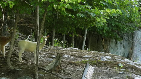 Scheue-Rehe-Starren-Und-Schauen-Hinaus,-Wie-Sie-über-Gefällte-Bäume-Rennen