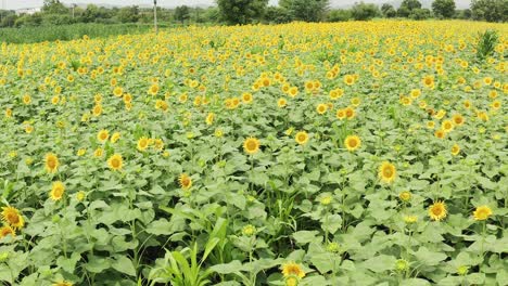 Tiro-Elevado-Con-Drones-En-Un-Campo-De-Girasoles-Con-Flores-Floreciendo-En-La-Parte-Rural-De-La-India