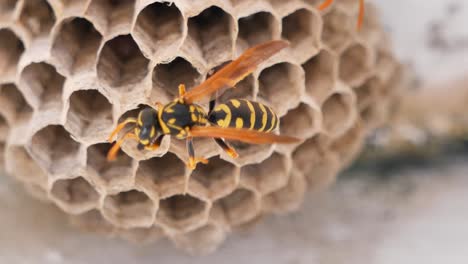 wasp nest with dangerous wasps sitting on honeycomb,macro shot footage